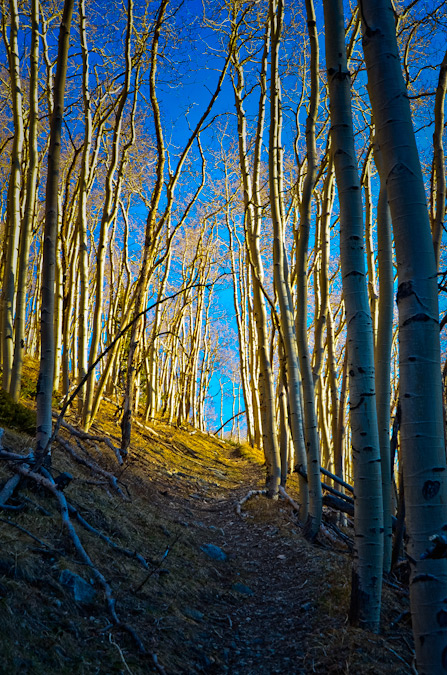 Aspen trees on the California Peak trail