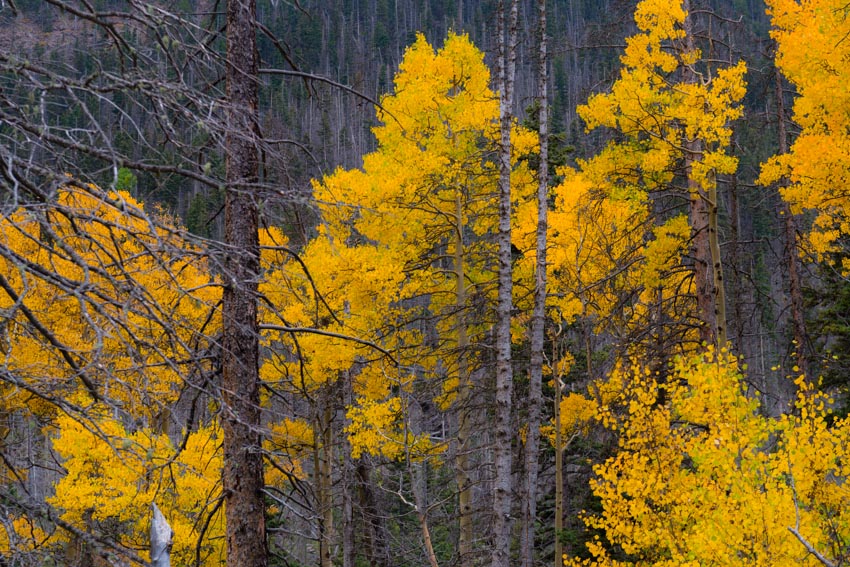 Colorado fall colors in the Sangre de Cristo Mountains
