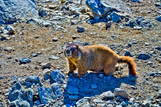 Culebra Summit Marmot