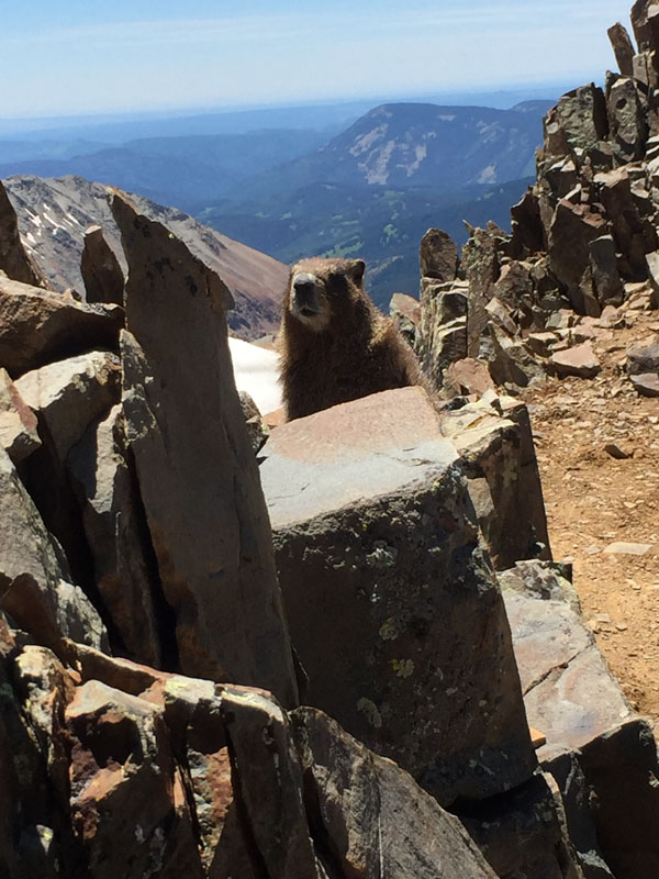 Marmot on Wilson Peak