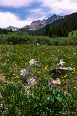 Columbine Flowers in Colorado field