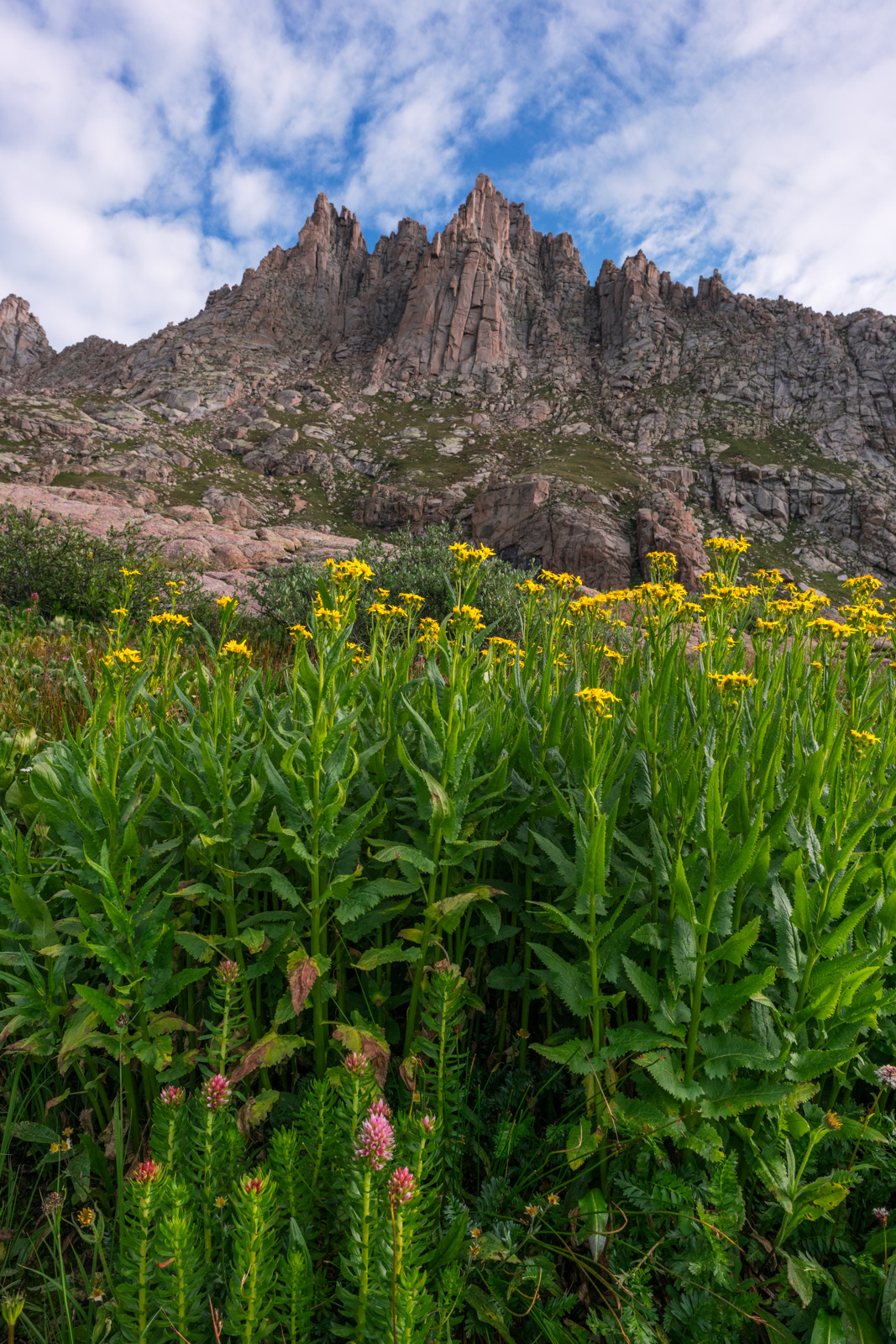 Jagged Mountain and Wildflowers