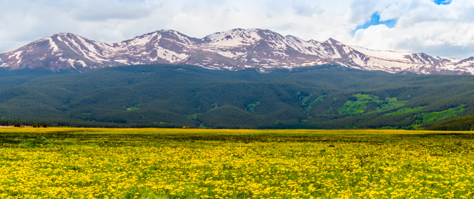 Mount Massive flower panoramic