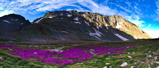Gladstone---Mt-Wilson---El-Diente-flowers-Panoramic