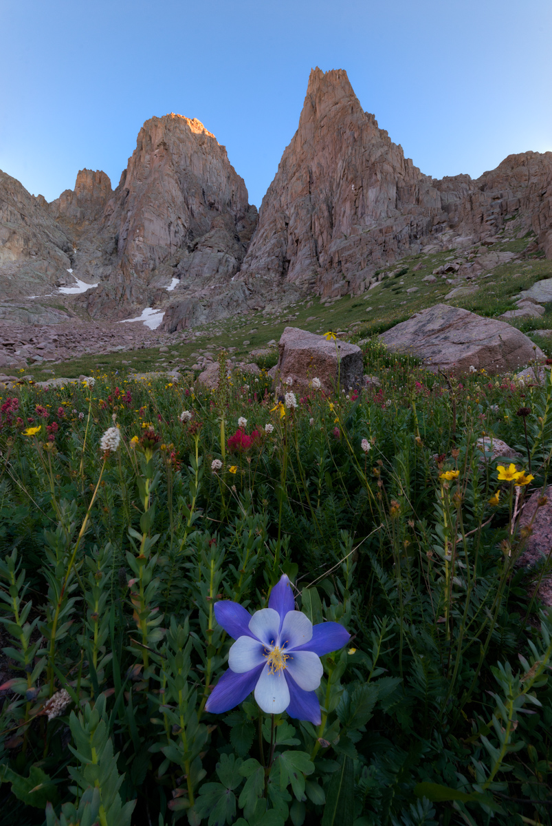Columbine Flower and Needle Mountains