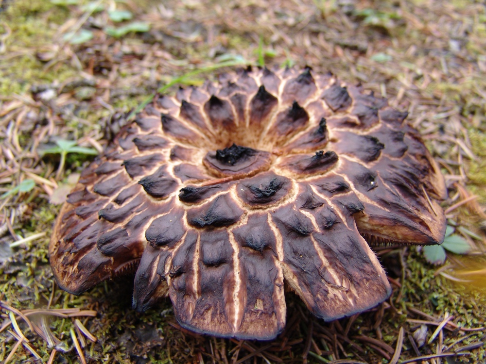 Burnt Mushroom