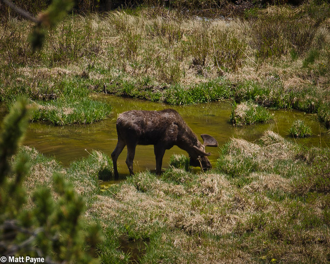 Moose at Stewart Creek