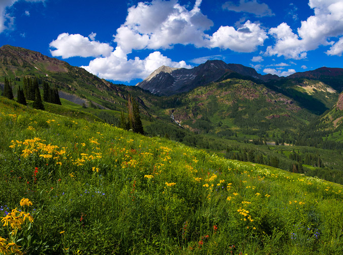 Wildflowers in Lead King Basin with Snowmass Mountain