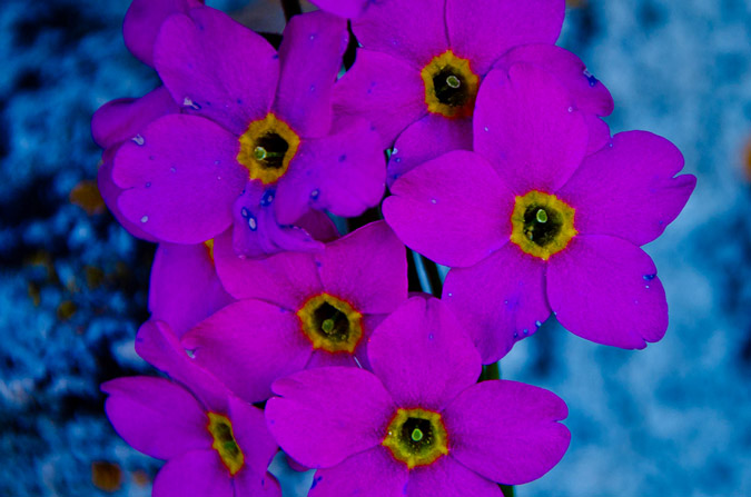 Flowers at 13,000 ft.