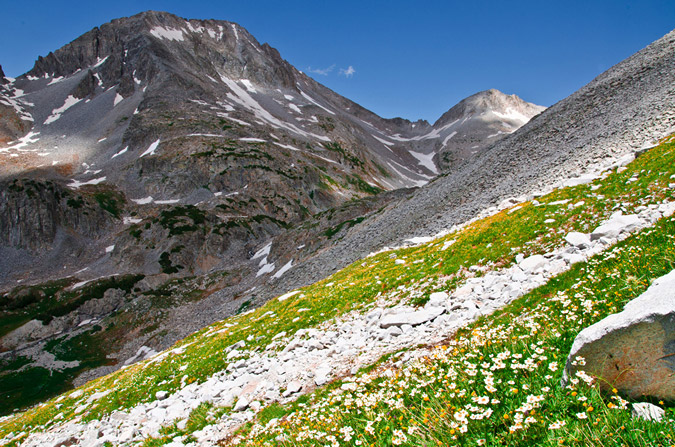 Wildflowers and Siberia Peak