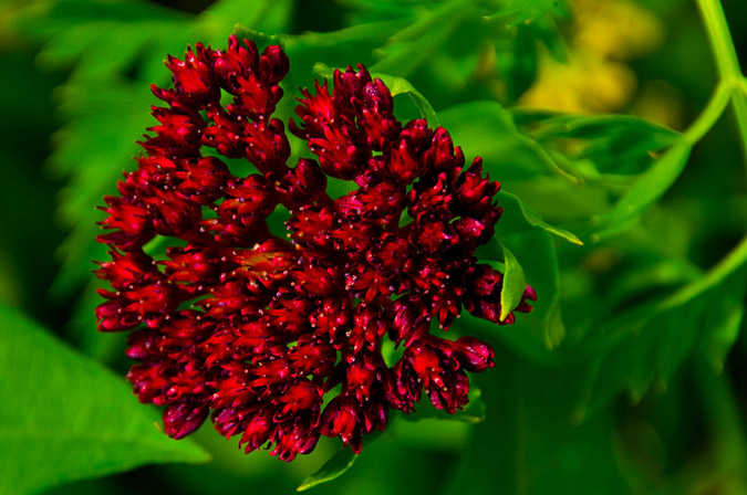 Red flowers macro