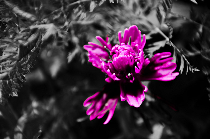 Desaturated pink flower