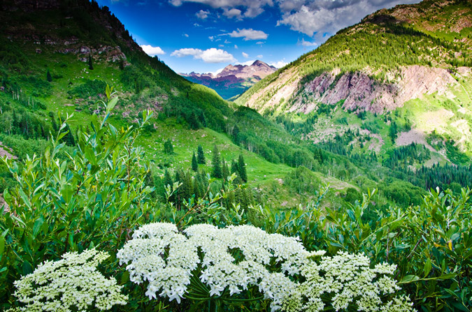 Wildflowers and the Maroon Bells