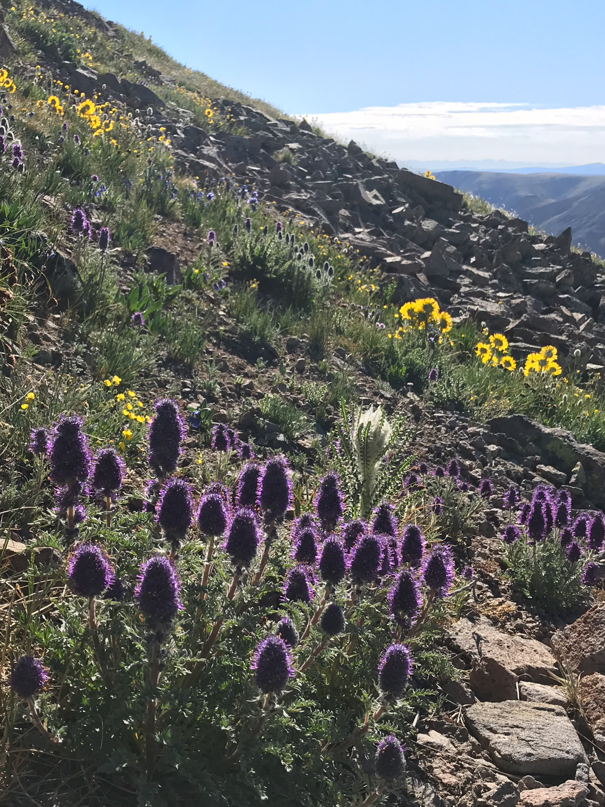 More flowers on San Luis Peak