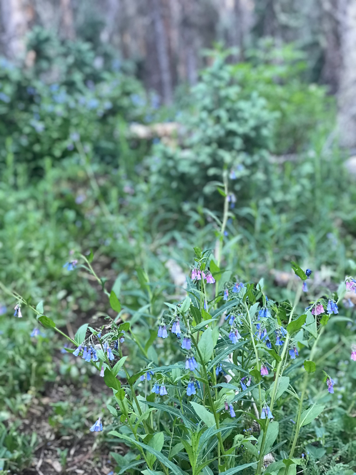 Cascade Creek flowers