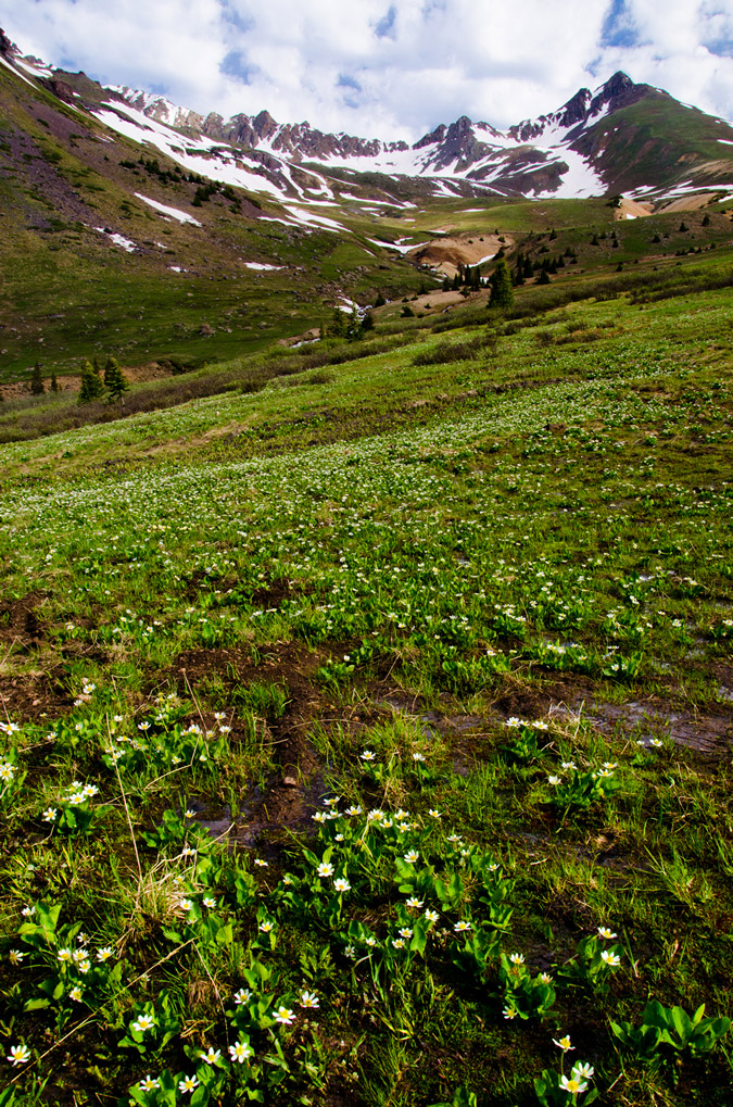 Matterhorn Creek Wildflowers