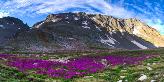 A Panoramic of Wildflowers beneath Mt. Wilson